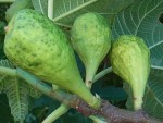 figues 002.jpg