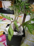 pot1.JPG