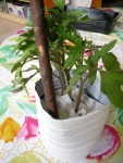 pot3.JPG