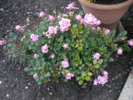 DSCN0866.JPG