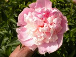 DSCN0837.JPG