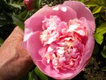 DSCN0838.JPG