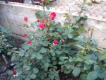 DSCN0847.JPG