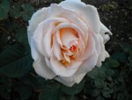 DSCN0848.JPG