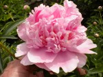 DSCN0855.JPG