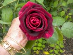 DSCN0860.JPG