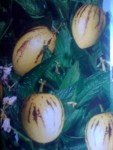Solanum.jpg