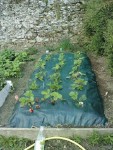 080510fraisiers.jpg