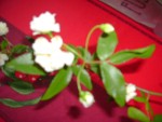 DSC01882.JPG