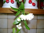 DSC01883.JPG