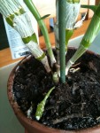 c'est des futurs branches a fleurs là?