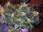 Photo0160.jpg