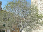 arbre2.jpg