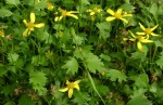 DSC00140.JPG
