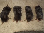 ma chasse
