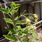 fleurTomate.jpg