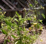 fleurTomate2.jpg