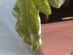 15-05-10_1118.jpg