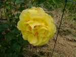 DSC01889.JPG