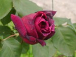 DSC01892.JPG
