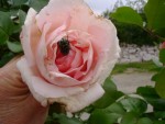 DSC01893.JPG
