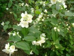 DSC01900.JPG