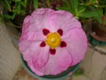 DSC01901.JPG