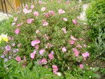 DSC01906.JPG