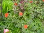 DSC01904.JPG