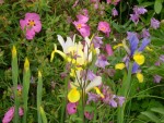 DSC01907.JPG