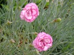 DSC01912.JPG