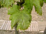DSC01887.JPG