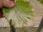 DSC01888.JPG