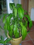 DSCN3208 bur.JPG