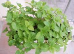 Hortensia (réçu à mon baptême, qui a du être tailler à ras suite au gel il y a 2 ans 1/2 :( )