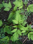 Voici la seconde, il y en a PLEIN, dans un autre coin ou il y avait aussi des fleurs semées. J'ai déjà éclairci au cas ou cela soit une fleur, mais je ne vois vraiment pas ce que cela peut etre...