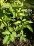 Et voici la 3e plante mystérieuse qui pousse depuis un bout de temps et que j'ai laissé faire car le feuillage est joli et que j'aime les surprises! mais là elle devient vraiment grande et je me demande vraiment ce que c'est!