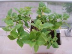 Mon 2e Hortensia :)