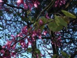 DSCF0616.JPG