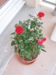 Mini rosier que j'ai du tailler à cause de l'oïdium :(