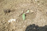 la courgette