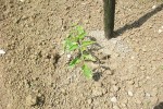la tomate
