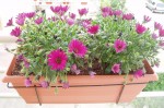Osteospernum<br />avec le temps de ces derniers jours je me suis pas trop penchée sur la jardinière mais il serait temps lol !