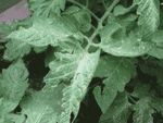 IMG_0588.gif
