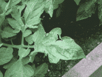 IMG_0589.gif