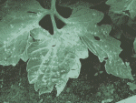 IMG_0590.gif