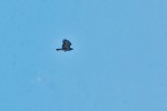 rapace-2.jpg