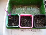 germination.JPG