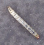 IMAG0024.jpg