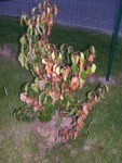 Prunus lusitanica malade.jpg